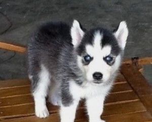 Home Trained christmas Siberian Husky puppies free adoption