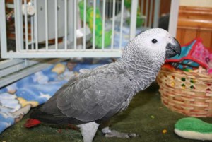 Hand Raised African Grey Parrots For Rehoming