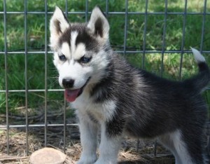Fantastic home trained Siberian Husky puppies