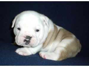 English bulldog puppy