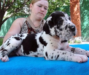 Extra Charming Great Dane Puppies