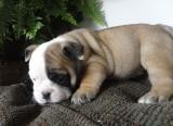 English Bulldog puppies for Adoption ($200.00)