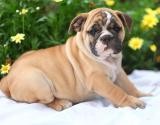 CHARMING ENGLISH BULLDOG PUPPES FOR FREE ADOPTION