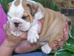 ale And Female Healthy Bulldog Puppies Ready To Go Home Now