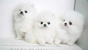 Adorable Teacup Pomeranian Puppies