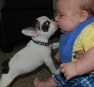 Valentine French Bulldog Puppies Ready!!!
