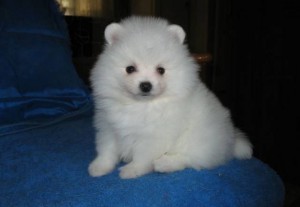 Lovely Pomeranian puppies looking for a new home