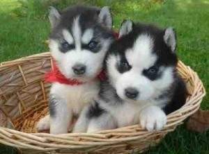 CUTE SIBERIAN HUSKY PUPPIES FOR ADOPTION....