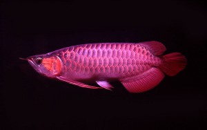 arowana fish for sale.