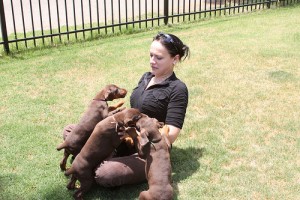 Potty Trained Doberman Male and Female - Akc Registered Puppies For Adoption.