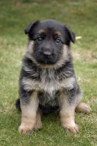 Male and female german shepard for sale