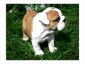 Quality English Bull Dog Puppies Ready Now .