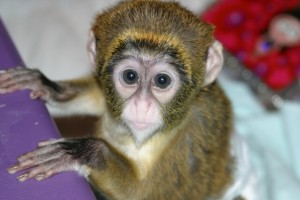 CHARMING CAPUCHIN MONKEY