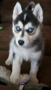 Blue eyes Siberian husky puppies