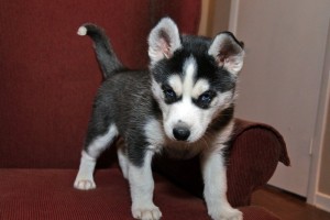 Potty Trained  Blues Eyes Siberian Husky Puppies