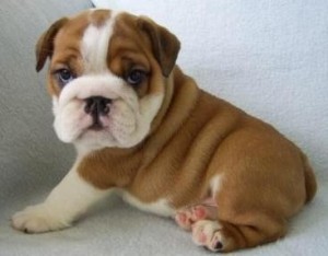 Xmas Male And Female English Bulldog Puppies For Sale