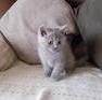 Cute British Blue Shorthair kittens.