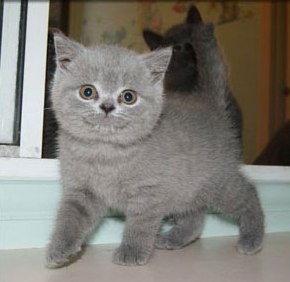 Cute British Blue Shorthair kittens