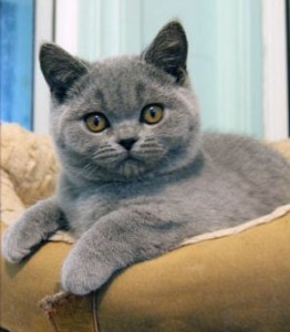 Cute British Blue Shorthair kittens
