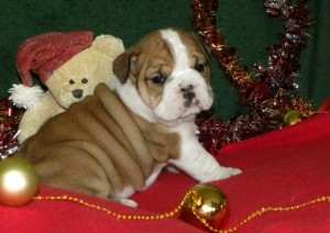 English Bulldog Puppies for Sale