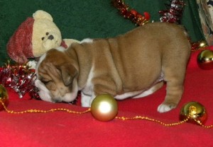 quality English Bulldog Puppies for Sale