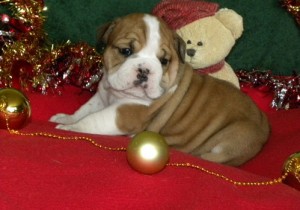 Darling English Bulldog Puppies for Sale