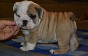 charming English Bulldog Puppies for Sale