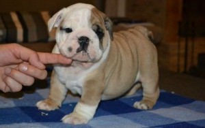 Purebred English Bulldog Puppies for Sale