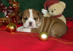 calm English Bulldog Puppies for Sale