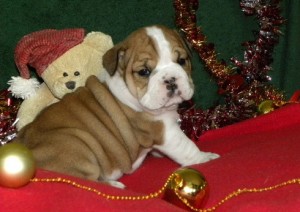 Significant English Bulldog Puppies for Sale