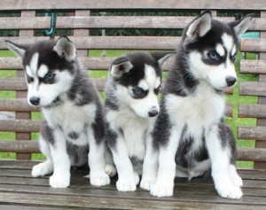 well socialized Husky pups