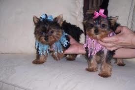 Up Comming Xmas Male And Female Yorkie Puppies For Sale