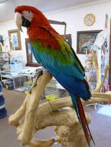 GREEN WING MACAW'S (HAND RAISED BABIES)