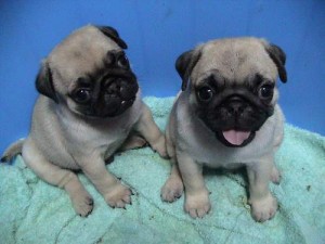 Excellent pug puppies