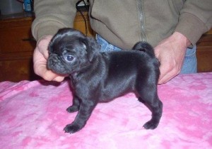 Excellent pug puppies