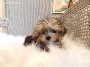 piper;adult puppies