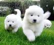Well Trained Pure White Samoyed Puppies Ready Now