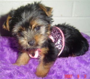 Micro male and female Yorkie Puppies available