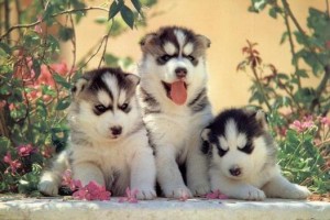 Fine and Cute Lovely Siberian Husky Puppies