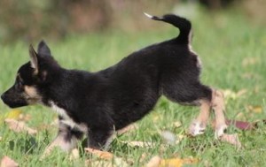 German Shepherd Pups For Caring Families