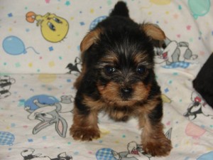 Outstanding yorkie Puppies for Adoption