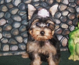 Beautiful yorkie Puppies Available For Sale