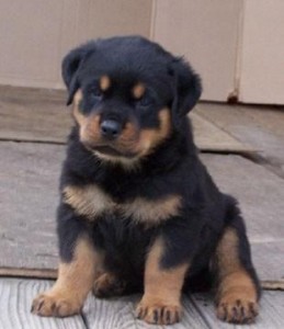 Rottweiler Puppies For adoption