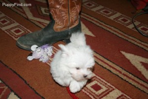Maltese Puppies on free adoption