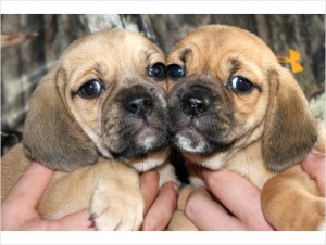 CKC CUTE ABD ADORABLE PUGGLE PUPPIES FOR REHOMING