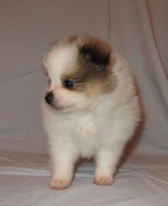 Healthy Pomeranian Puppies