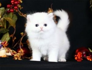 Charming Xmas Male And A Female Persian Kittens For Your Kids Now Ready