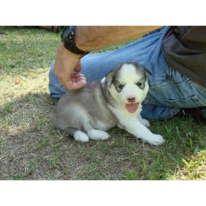 Siberian Husky babies with blue eyes available for new homes