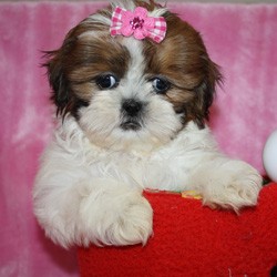 Quality shih tzu Puppies for Christmas