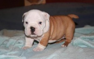 This adorable bundle of fun is so sweet Bulldog Puppies